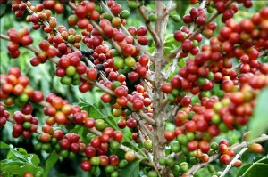 Brasil colherá este ano 47,54 milhões de sacas de café