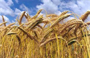Minas deve colher 120 mil toneladas de trigo na safra 2013/2014
