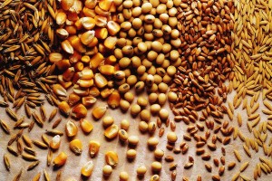 MG pode colher mais de 12 milhões de toneladas de grãos na safra atual
