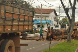 Árvore condenada é retirada na avenida Paranaíba, em Patos de Minas