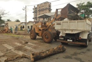 Árvore condenada é retirada na avenida Paranaíba, em Patos de Minas