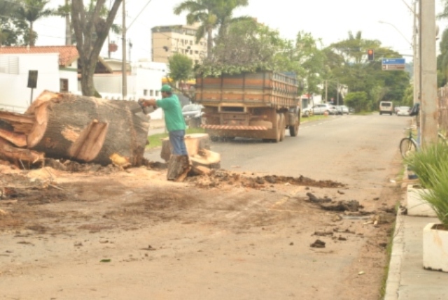 Árvore condenada é retirada na avenida Paranaíba, em Patos de Minas