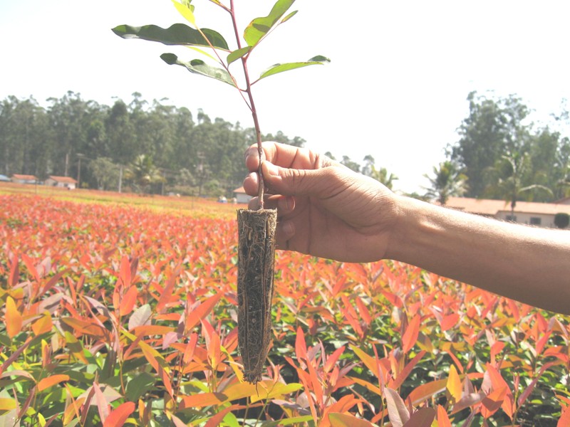 Secretaria de Agricultura de Patos continua com a distribuição de mudas