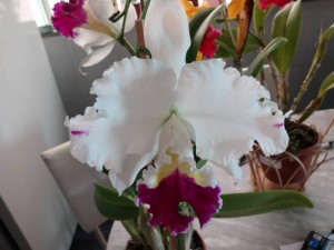 Araxá recebe tradicional Exposição de Orquídeas na Semana da Mulher