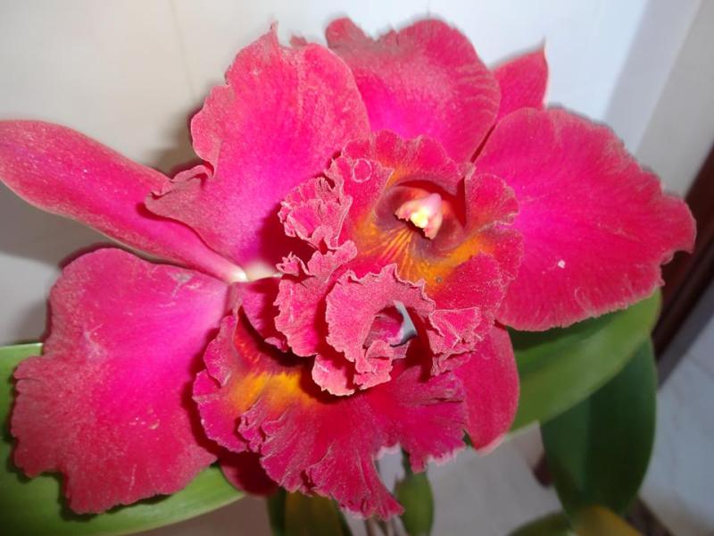 Araxá recebe tradicional Exposição de Orquídeas na Semana da Mulher