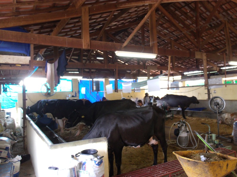 Oito animais competem no Torneiro Leiteiro do Girolando na ExpoAraxá2014