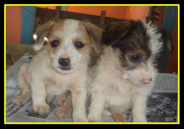 Mãos de Assis já salvou mais de dois mil cães das ruas de Araxá, e continua precisando de ajuda