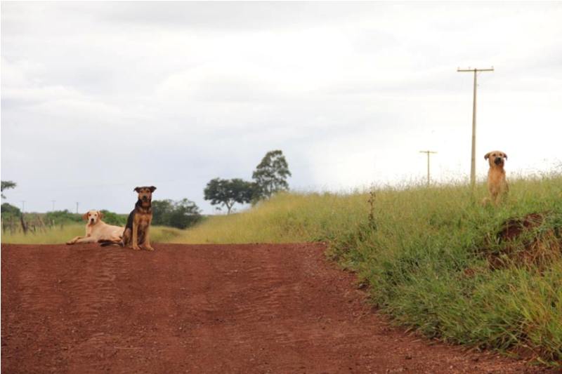 Sacramento realiza controle da população canina