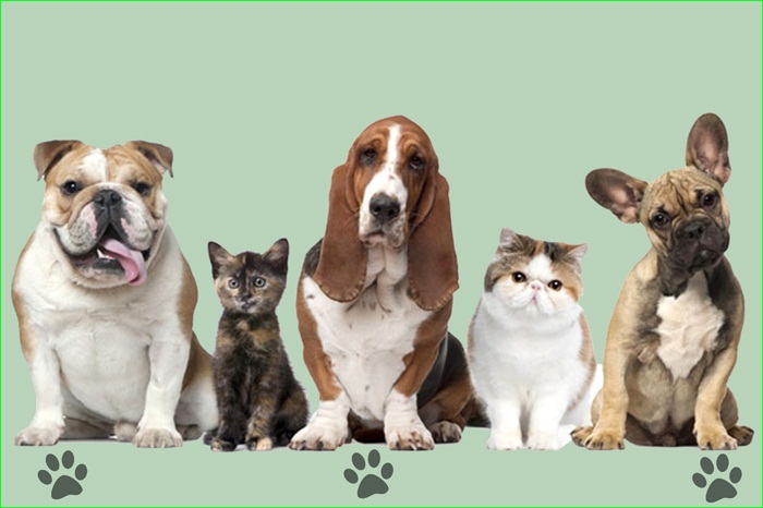 Ministério da Saúde não repassa doses e vacinação contra raiva de 2014 é adiada