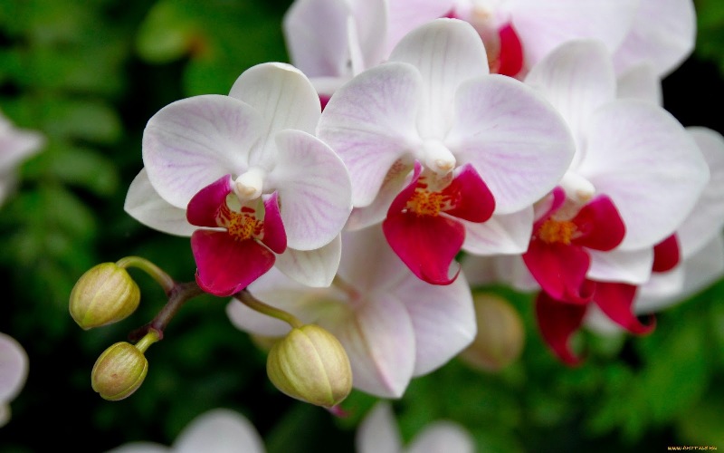 Araxá recebe Feira de Orquídeas a partir dessa quinta feira