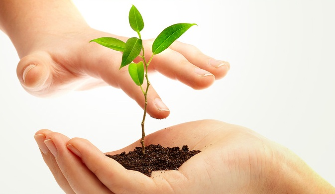 Mil novas espécies de nativas são plantadas no Parque do Mocambo, em Patos