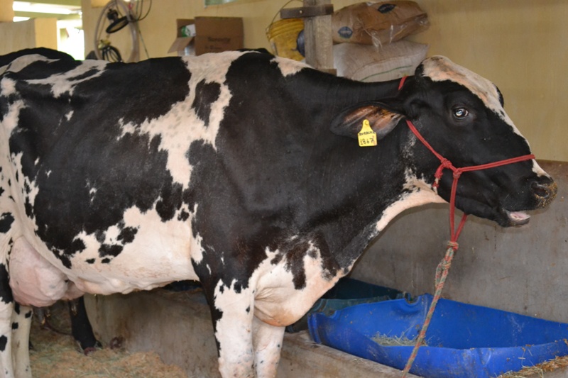 Começam chegar animais dos torneiros leiteiros da ExpoAraxá 2015