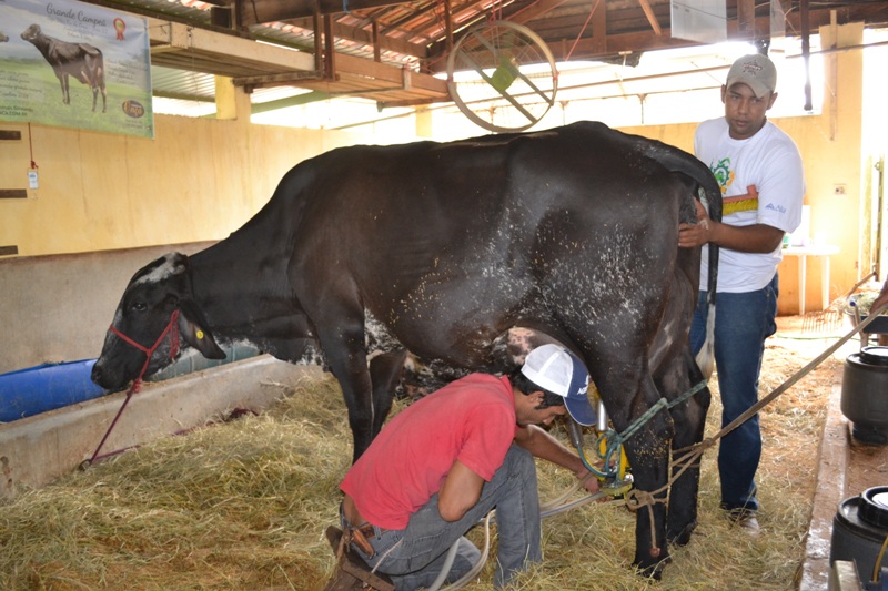 Começou o torneio leiteiro da raça Girolando na ExpoAraxá 2015