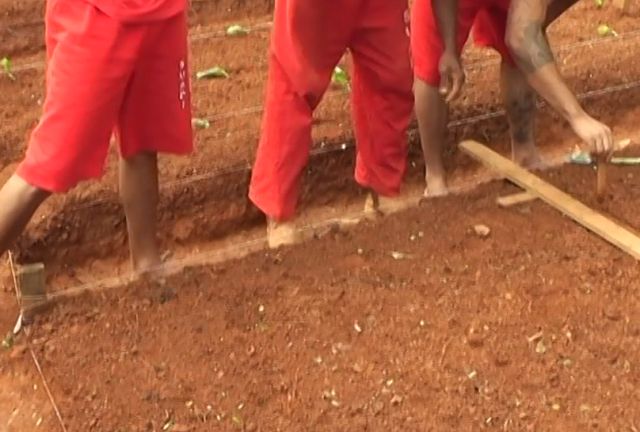 Detentos de Araxá aprendem a cultivar terra em curso de profissionalização
