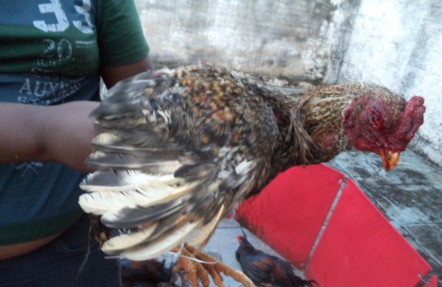 Homens são presos em Ibiá por promover atividade de rinha de galo