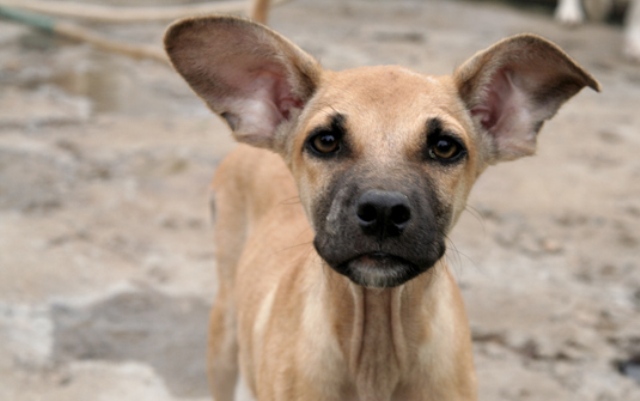 Vereador Mauro Chaves cobra solução para o Canil Municipal