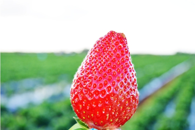 Acusados de roubos detidos pela PM e mulher é presa por dirigir após fumar maconha