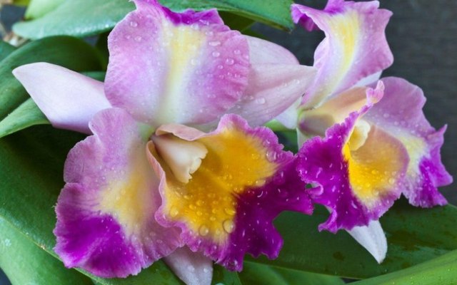 Federaminas critica Governo por antecipar prazos do ICMS