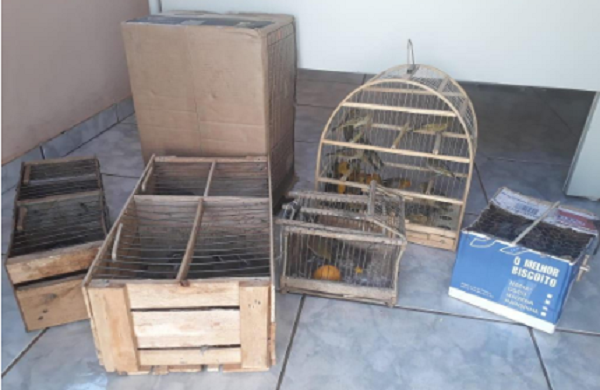 PM prende acusados com 71 aves silvestres em Campos Altos
