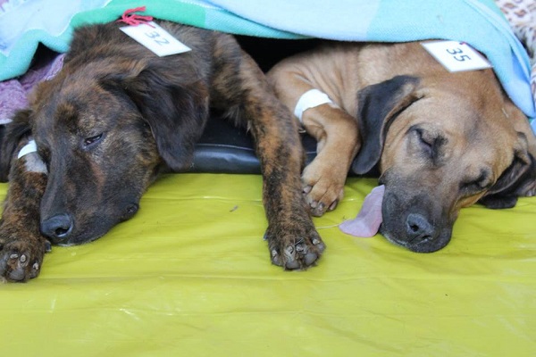 ACIA lança campanha de Natal para movimentar o comércio em Araxá