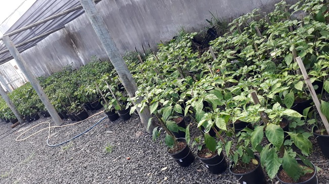 Nascidos em março e abril começam a receber abono salarial do PIS 2017