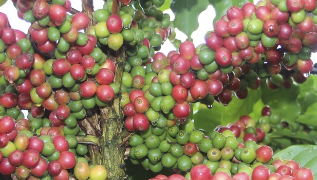 Minas pede apoio federal contra crise da cafeicultura