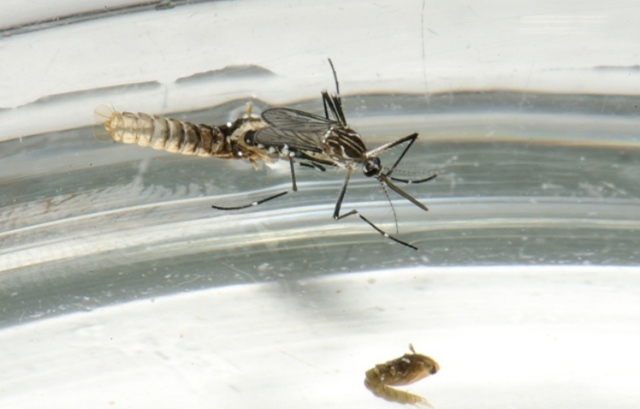 Projeto da Epamig seleciona variedades de café para o Cerrado Mineiro