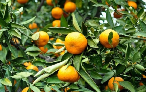 Minas Gerais é destaque na produção de frutas cítricas