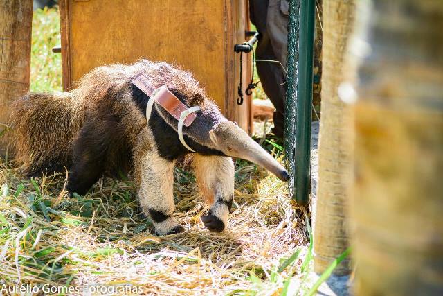 Instituto Estadual de Florestas reabilita animais silvestres vítimas de crimes ambientais