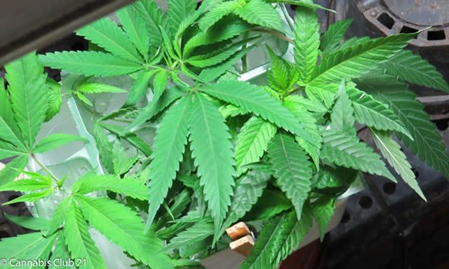 Final dos Jogos Escolares de MG vai reunir cerca de 6,5 mil estudantes-atletas