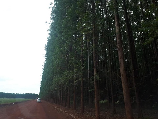 Triângulo Mineiro vai receber a maior empresa de celulose do mundo