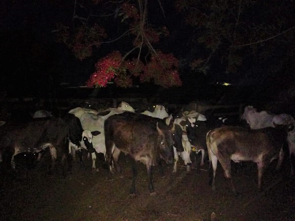 Mais de 1,3 milhão de motoristas ainda devem IPVA