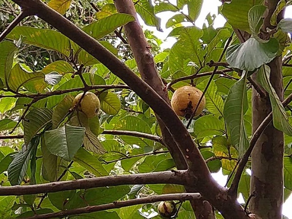 Serpentinas e confetes podem causar acidentes com a rede elétrica