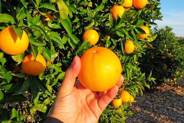 Minas aumenta eficiência do licenciamento e reduz tempo médio de análise para dez dias