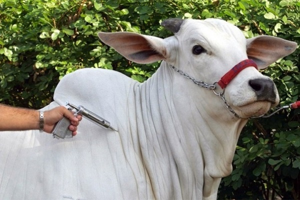 Vacinação contra a febre aftosa em Minas continua neste mês de junho