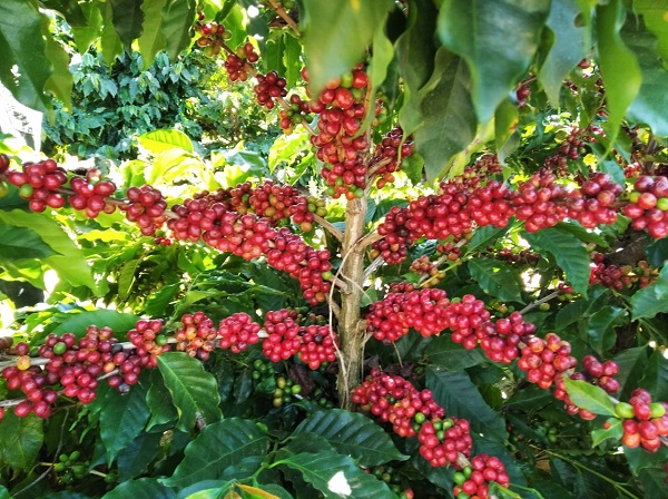 Safra mineira de café poderá ter produção recorde em 2020