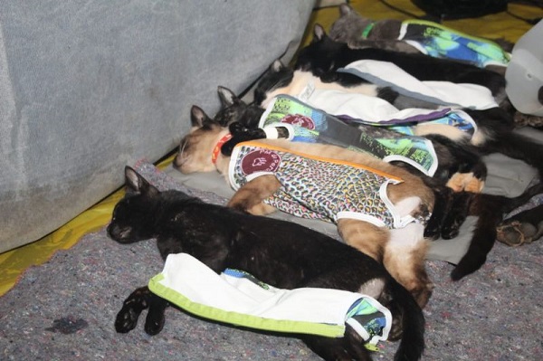 Eleitor tem 60 dias para justificar ausência em votação