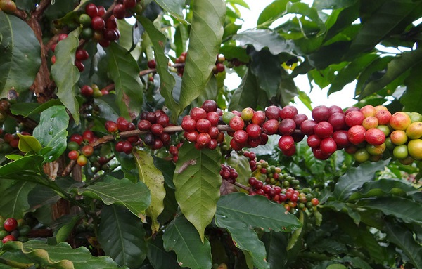 Após recorde histórico, BDMG anuncia R$ 355,5 milhões para nova safra de café