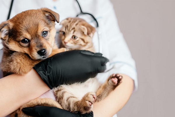 Prêmio CBMM de Ciência e Tecnologia reconhece trajetória de pesquisadores brasileiros