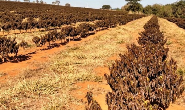 500 novos soldados do Corpo de Bombeiros Militar de Minas Gerais se formam