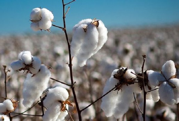 Web-Rádio: Começa vazio sanitário do algodão e do feijão em Minas Gerais