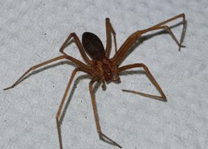 Araxá suspende aplicação da vacina Pfizer por falta de doses