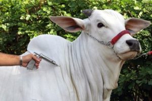 Minas Gerais deve bater recorde histórico nas exportações do agronegócio em 2021