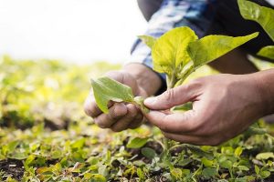 Minas Gerais deve bater recorde histórico nas exportações do agronegócio em 2021
