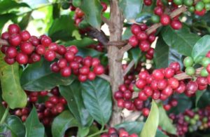 Minas Gerais deve bater recorde histórico nas exportações do agronegócio em 2021