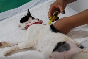 Araxá suspende aplicação da vacina Pfizer por falta de doses