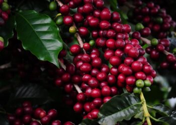 Exportações do agronegócio mineiro atingem valor recorde de US$ 10,5 bilhões