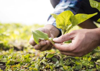 Abertas inscrições para o Programa Jovem Produtor em Araxá