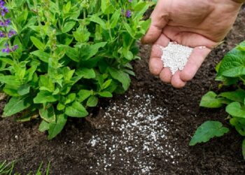 Três pessoas morrem em acidente na BR-262, entre Campos Altos e Córrego Danta