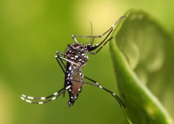 Web-rádio: Secretaria de Saúde alerta sobre os cuidados no combate ao Aedes Aegypti